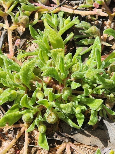 Cleretum papulosum, photograph 5