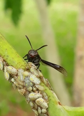 Parachartergus fraternus