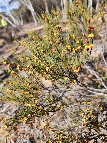 Daviesia nematophylla, 2025-09-16