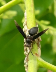 Parachartergus fraternus