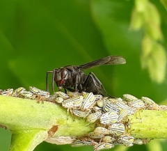 Parachartergus fraternus