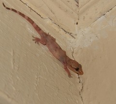 Hemidactylus depressus