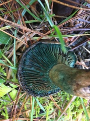 Lactarius semisanguifluus