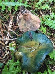Lactarius semisanguifluus