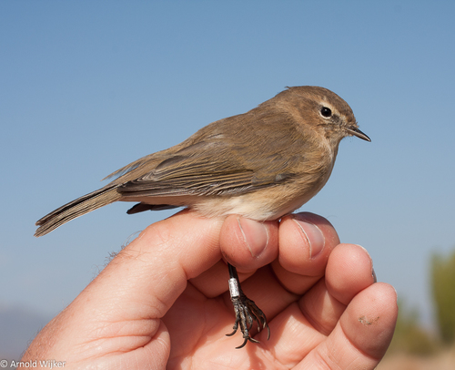 Mountain Chiffchaff