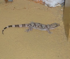 Hemidactylus depressus