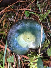 Lactarius semisanguifluus