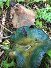 Lactarius semisanguifluus