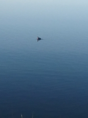 Podilymbus podiceps