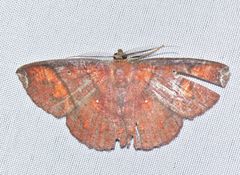 Thysanopyga amarantha