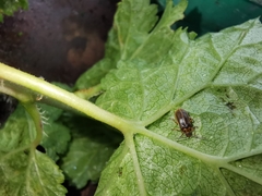 Galerucella nymphaeae