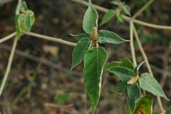 Croton lachnostachyus