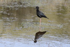 Himantopus novaezelandiae