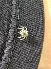 Salticidae