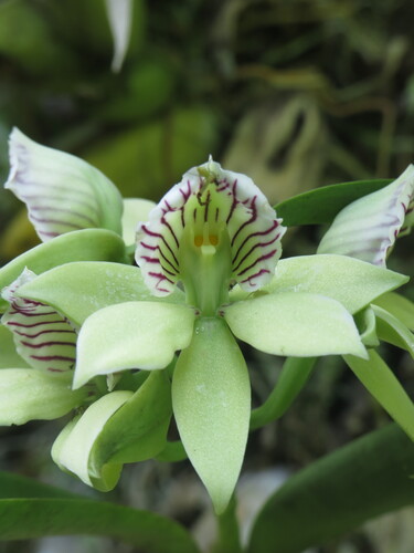 Epidendrum hoffmannii Schltr. 2