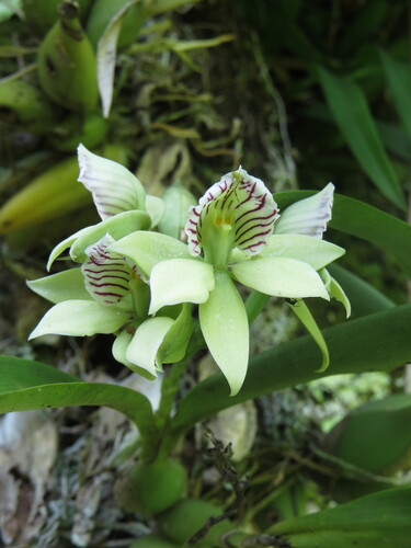 Epidendrum ionophlebium Rchb.f. 3