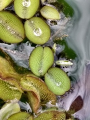 Salvinia auriculata
