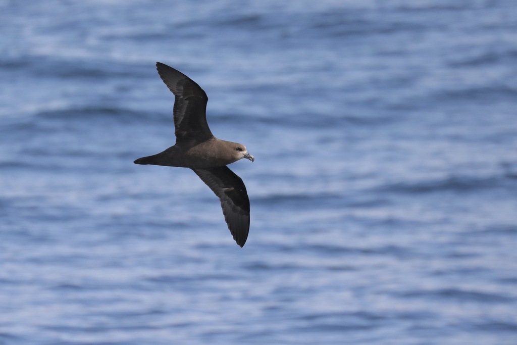 grey-headed petrel
