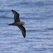 Grey-faced Petrel - Photo (c) GrahamC57, some rights reserved (CC BY), uploaded by GrahamC57