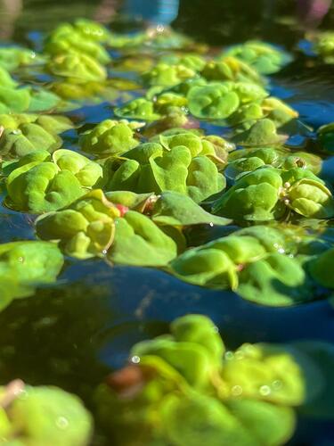Phyllanthus fluitans, photograph 2