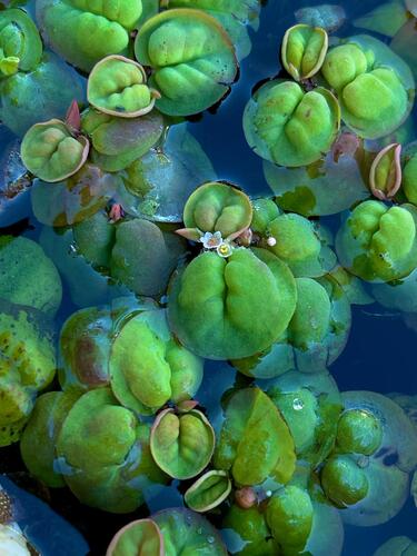 Phyllanthus fluitans