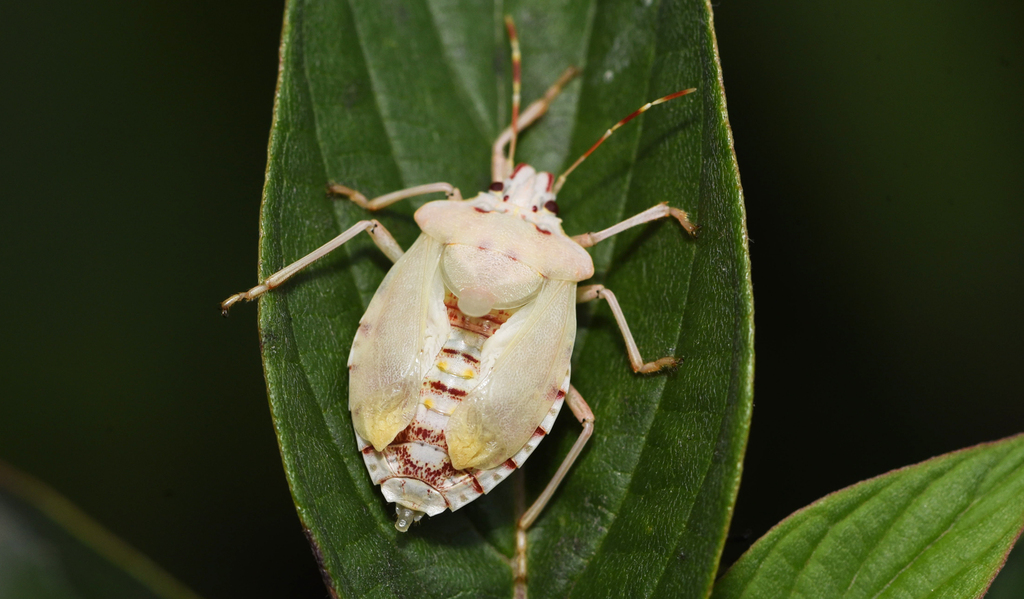 Brown marmorated stink bug (Halyomorpha halys)