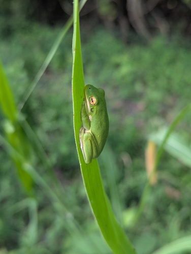 Green Treefrog photographed in Louisiana