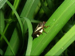 Deois pseudoflavopicta