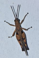 Xiphiola cyanoptera