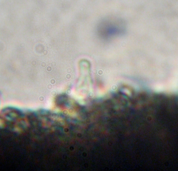 Psilocybe zapotecorum image