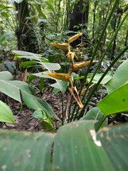 Heliconia spathocircinata, photograph (c) Guillaume Delaitre, some rights reserved (CC BY)