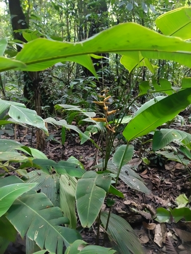 Heliconia spathocircinata, photograph 5