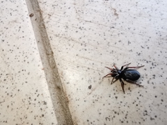 Trachyzelotes pedestris