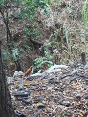 Furnarius leucopus cinnamomeus