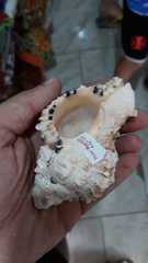 Phyllonotus oculatus