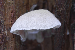 Entoloma depluens
