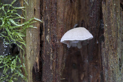 Entoloma depluens