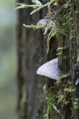 Entoloma depluens