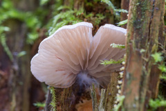 Entoloma depluens