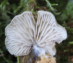 Entoloma depluens