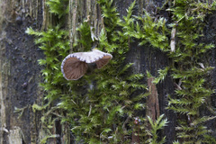 Entoloma depluens