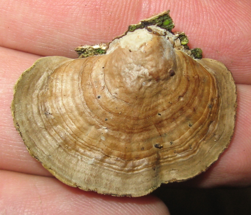 Hexagonia tenuis image