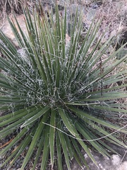 Agave multifilifera