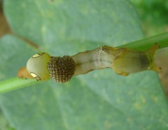 Euplectrus