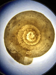 Helicodiscus notius