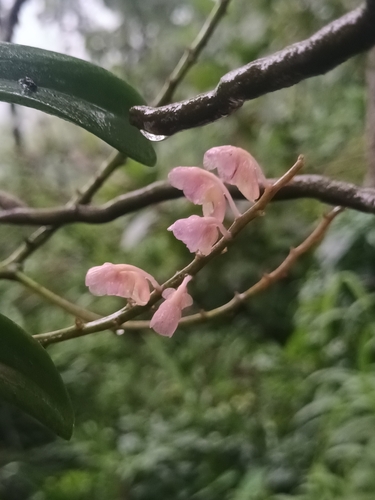 Aerides ringens observed 2025-07-26