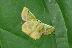 Neagathia corruptata