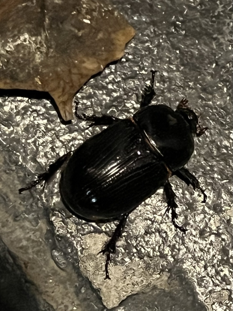 Xyloryctes orientalis