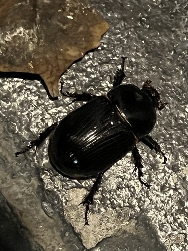 Xyloryctes orientalis