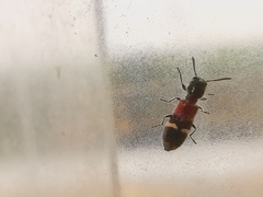 Tilloidea unifasciata